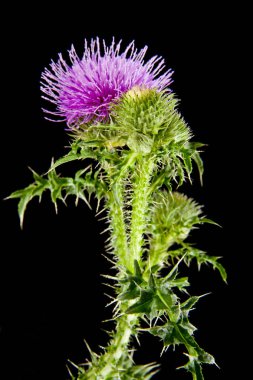 süt Thistleon bir siyah arka plan bakış