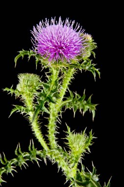 süt Thistleon bir siyah arka plan bakış