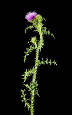 süt Thistleon bir siyah arka plan bakış