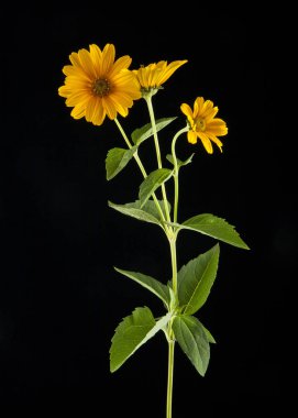 Sarı papatya çiçeği