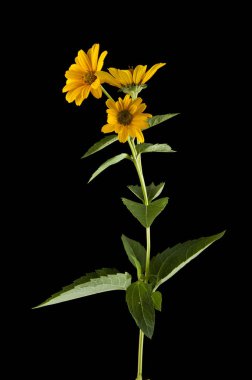 Sarı papatya çiçeği