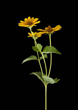 Sarı papatya çiçeği