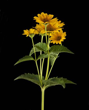 Sarı papatya çiçeği