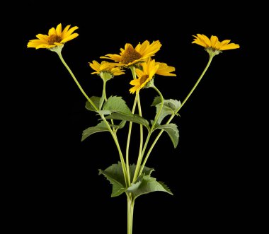 Sarı papatya çiçeği