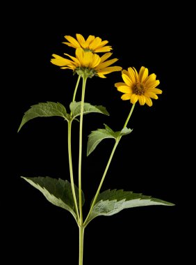 Sarı papatya çiçeği