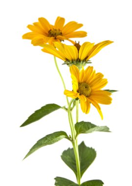 Sarı papatya çiçeği