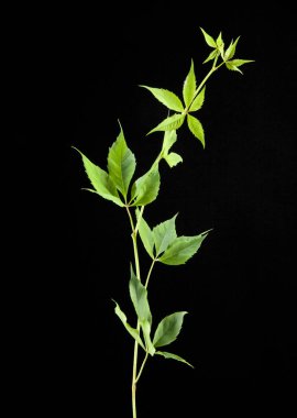 siyah bir arka plan üzerinde izole çiçek