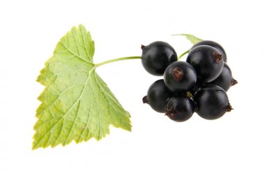 beyaz zemin üzerinde kuş üzümü