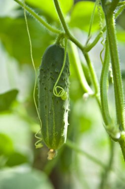 Genç salatalık bahçesinde dal