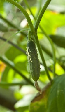 Genç salatalık bahçesinde dal