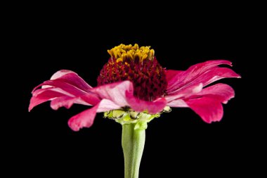 Siyah arkaplanda çiçek