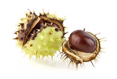 Beyaz bir arka plan üzerinde kestane izole