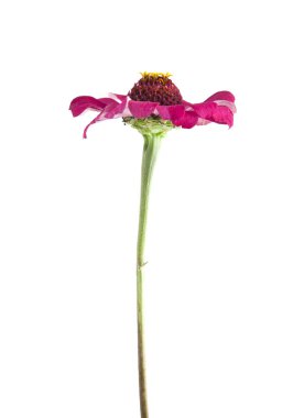 Beyaz arkaplanda izole çiçekler