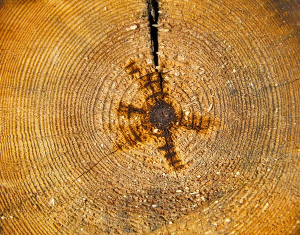 Texture cut of tree — Stock Photo, Image