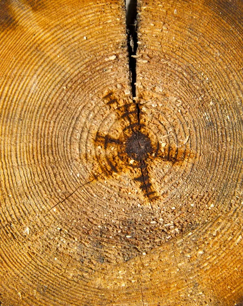 Corte de textura de árvore — Fotografia de Stock