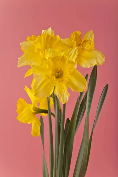 Påsklilja på en rosa bakgrund — Stockfoto