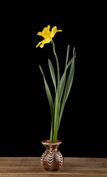Весняні жовті квіти нарцисів — стокове фото