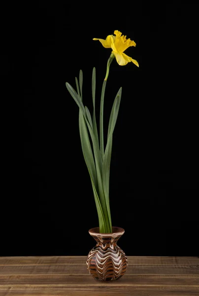 Λουλούδια από κίτρινο ασφόδελος — Φωτογραφία Αρχείου