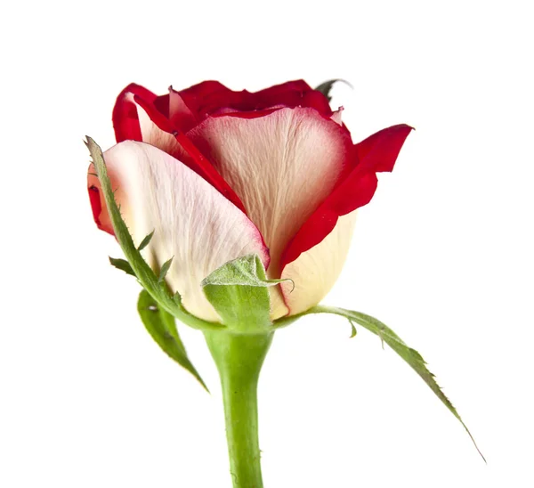 Rosa isolata su sfondo bianco — Foto Stock