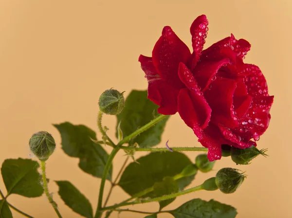 Czerwone róże w wazonie — Zdjęcie stockowe