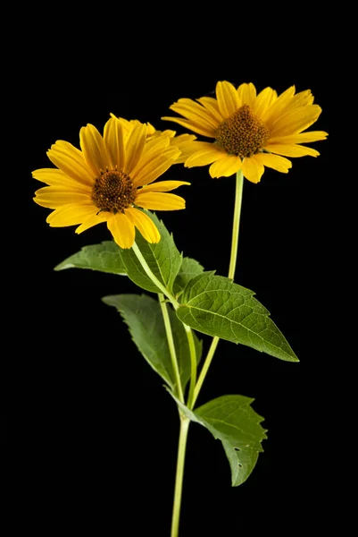 Flor de margarita amarilla —  Fotos de Stock