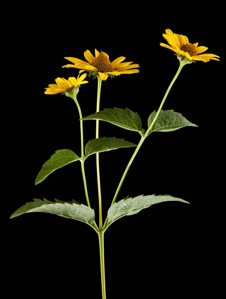 Flor de margarita amarilla —  Fotos de Stock