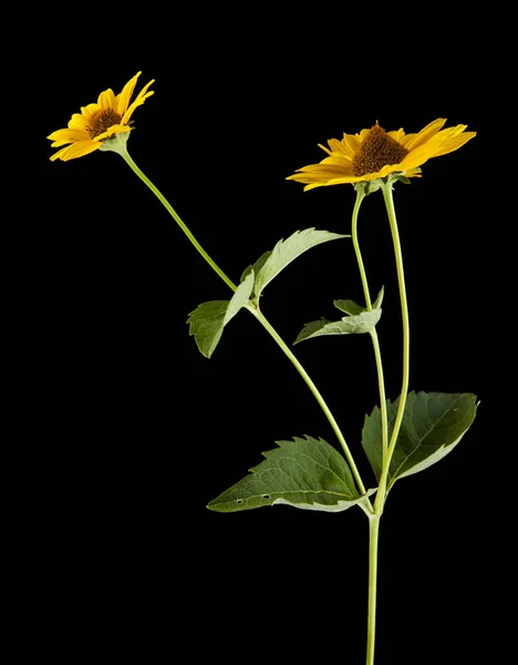 Flor de margarita amarilla —  Fotos de Stock