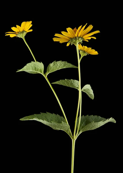 Flor de margarita amarilla —  Fotos de Stock