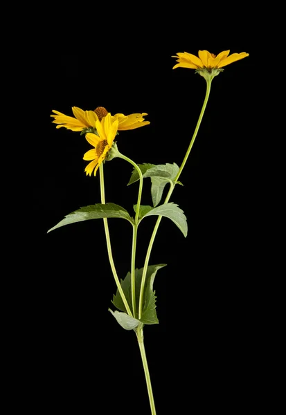 Gele daisy flower — Stockfoto