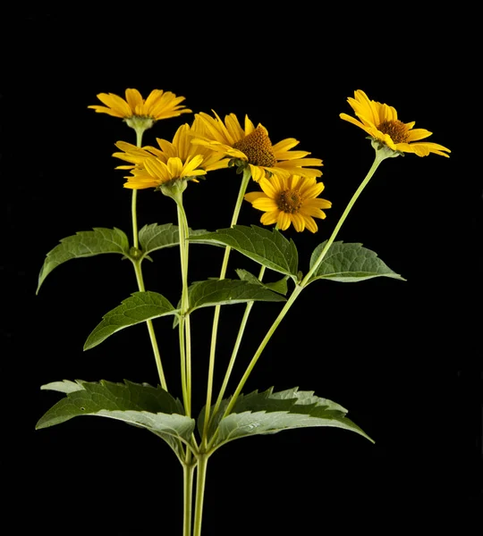 Flor de margarita amarilla — Foto de Stock