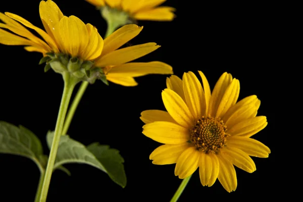 Gele daisy flower — Stockfoto