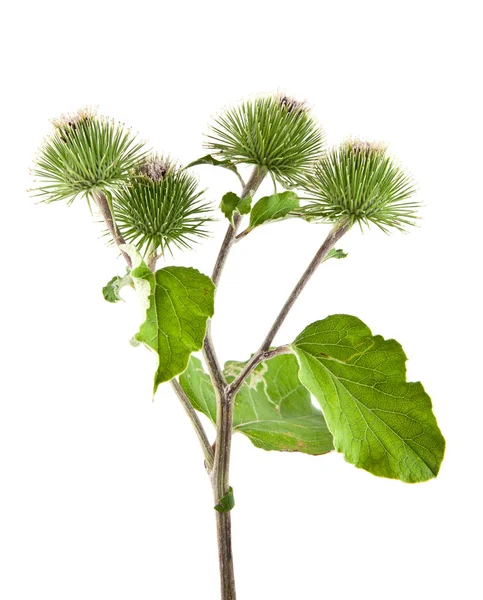 Milk Thistle isolated on white background — Stock Photo, Image