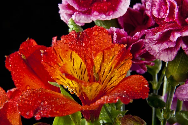 黒の背景に分離されたアルストロメリアの花 — ストック写真