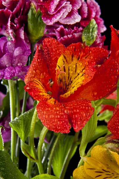 Alstroemeria fleurs sur fond noir — Photo