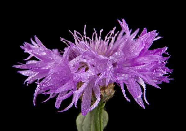 Flor aislada sobre fondo negro —  Fotos de Stock