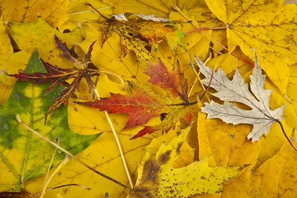 Hojas amarillas de otoño — Foto de Stock