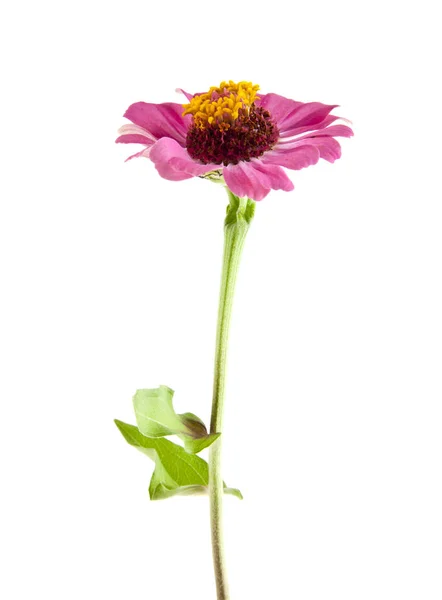 Květ na bílém pozadí — Stock fotografie