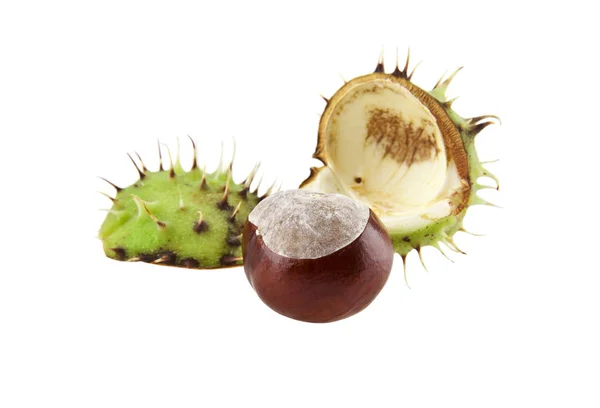 Chestnut is isolated on a white background — Stock Photo, Image