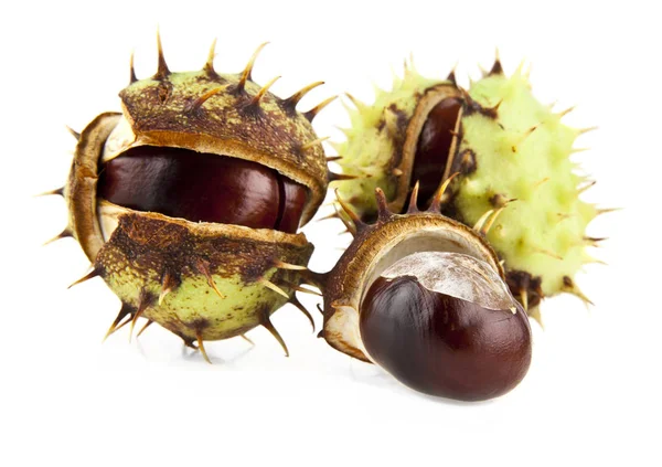 Chestnut is isolated on a white background — Stock Photo, Image