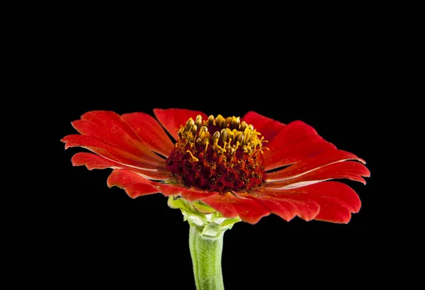 Květina na černém pozadí — Stock fotografie