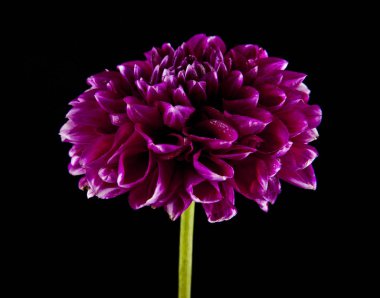 Siyah arkaplanda çiçekler