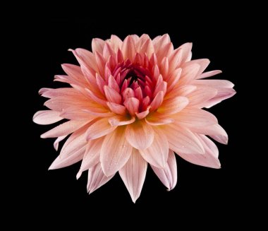 Siyah arkaplanda çiçekler