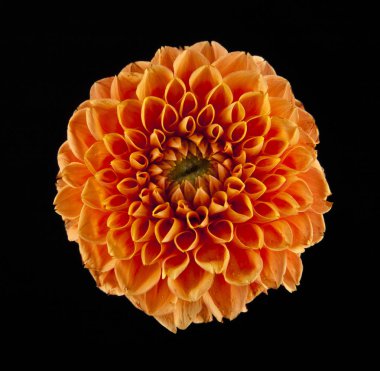 Siyah arkaplanda çiçekler