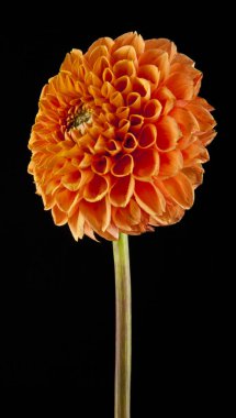 Siyah arkaplanda çiçekler