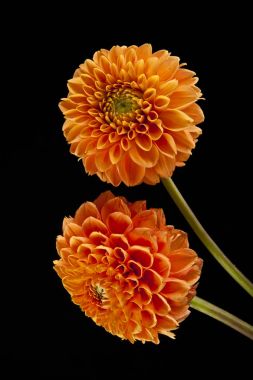 Siyah arkaplanda çiçekler