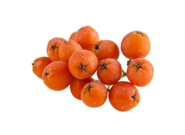 Beyaz arka plan closeup izole rowan