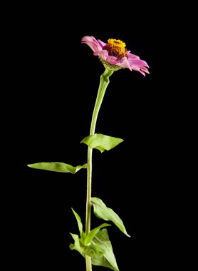 Siyah arkaplanda çiçekler