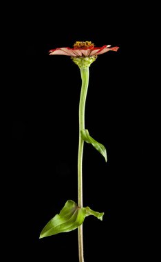 Siyah arkaplanda çiçekler