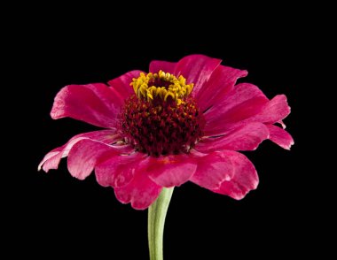 Siyah arkaplanda çiçekler