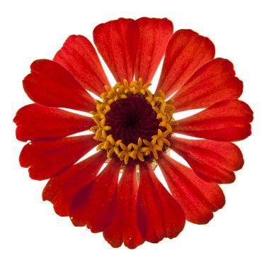 Beyaz arkaplanda izole çiçekler